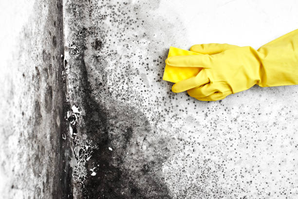 Best Commercial Mold Removal  in Crivitz, WI