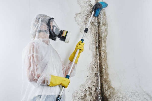 Professional Mold Removal in Crivitz, WI
