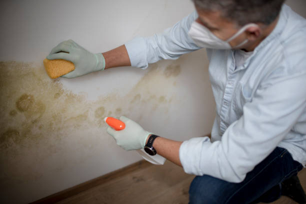 Best Attic Mold Removal  in Crivitz, WI