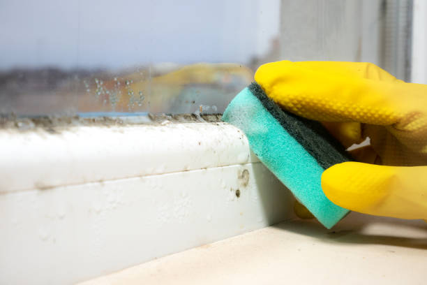 Best Mold Removal Process  in Crivitz, WI