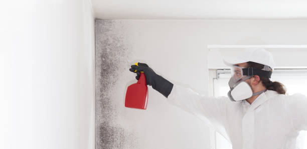 Best Fast Mold Removal  in Crivitz, WI