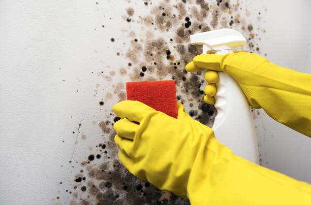 Best Local Mold Removal Service  in Crivitz, WI
