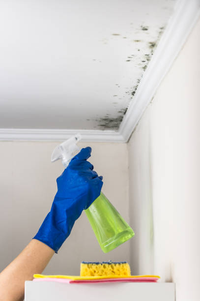 Best Mold Damage Repair  in Crivitz, WI